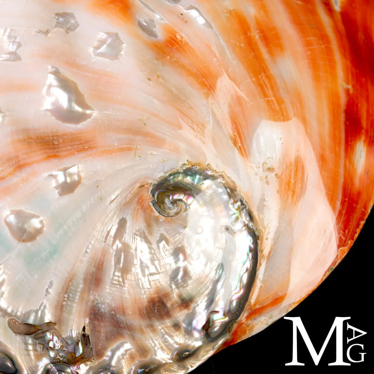 Haliotis Rufescens – Abalone rosso di Baja California - Messico
