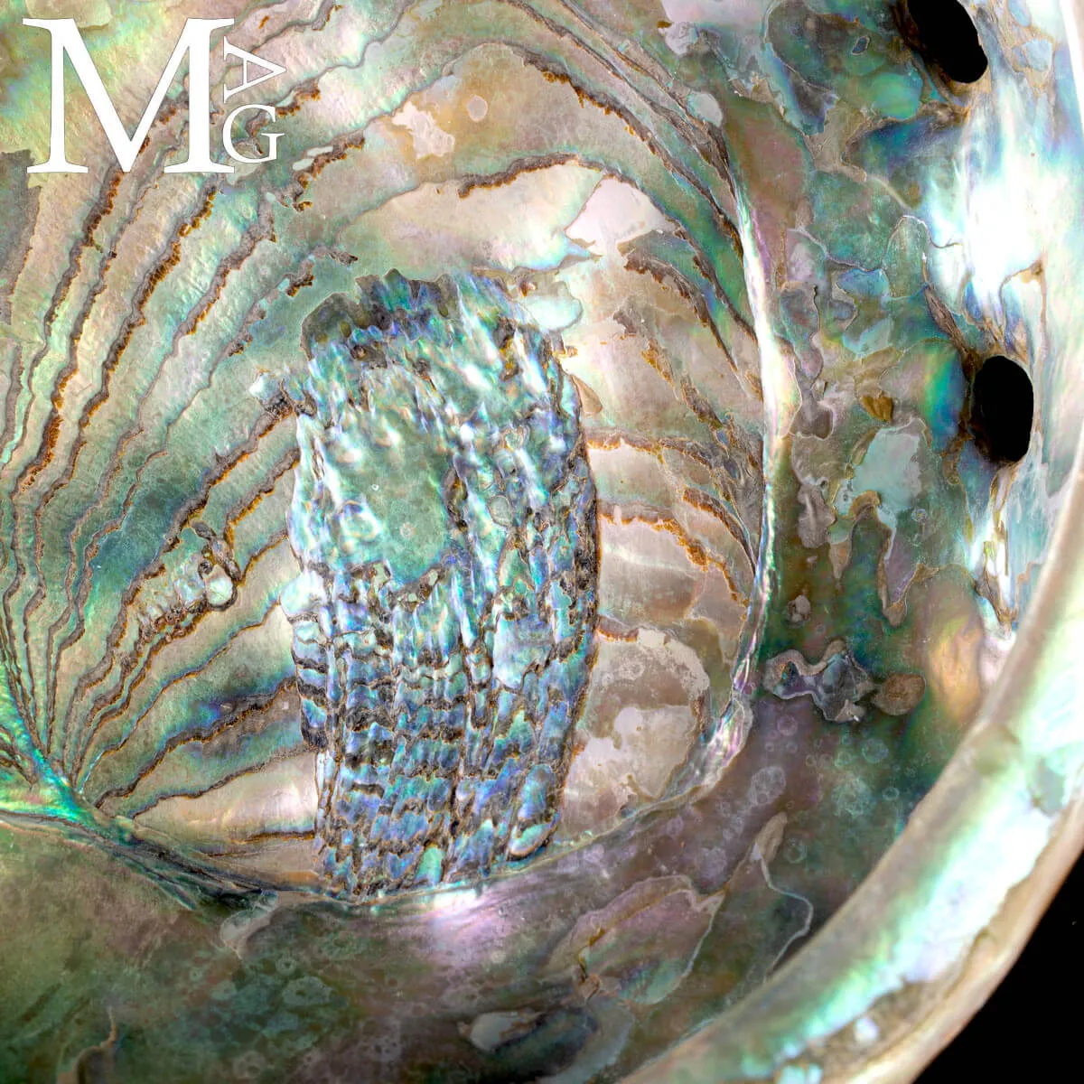 Haliotis Rufescens – Abalone rosso di Baja California - Messico