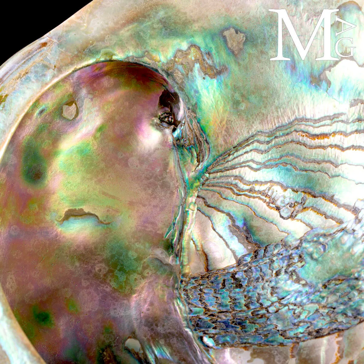 Haliotis Rufescens – Abalone rosso di Baja California - Messico