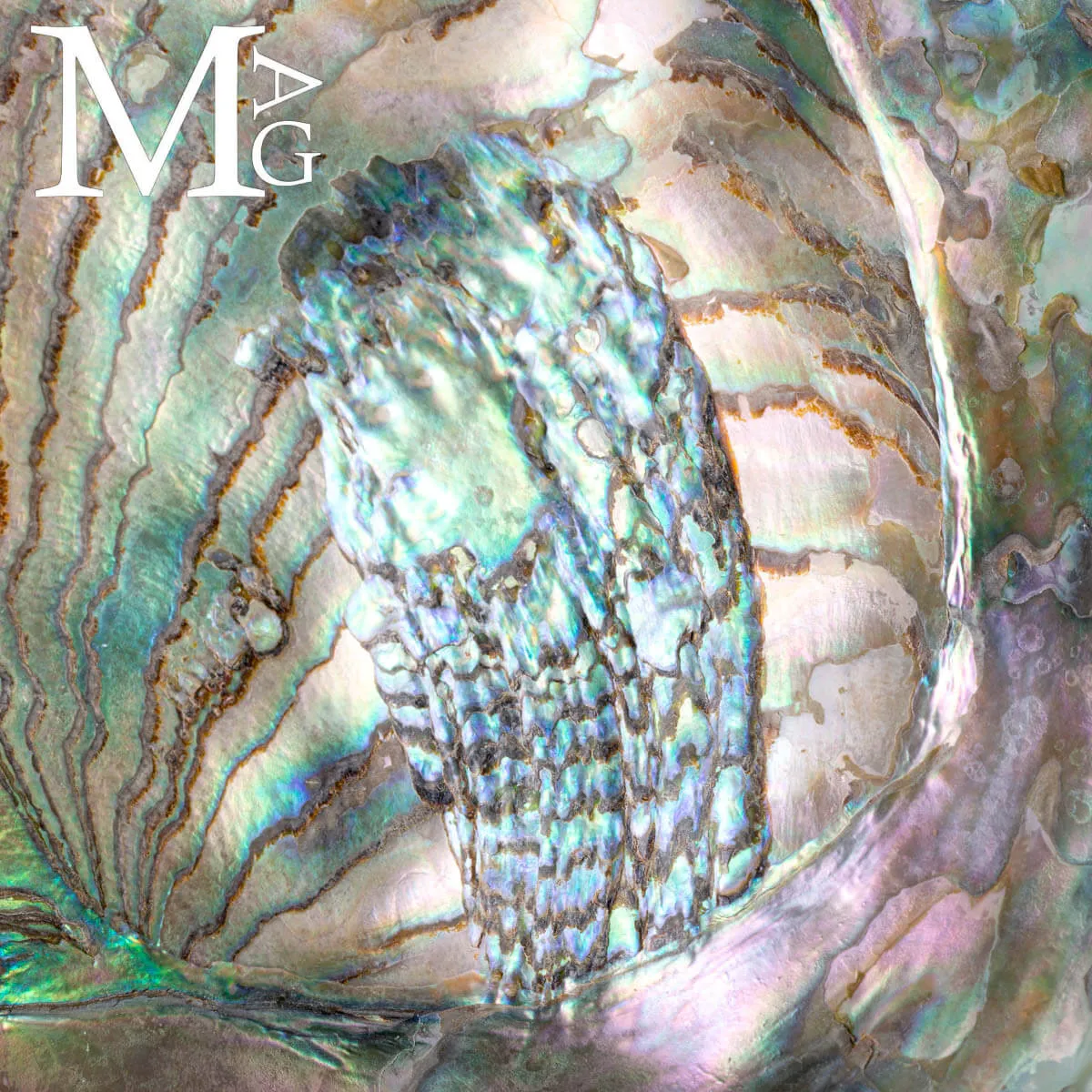 Haliotis Rufescens – Abalone rosso di Baja California - Messico