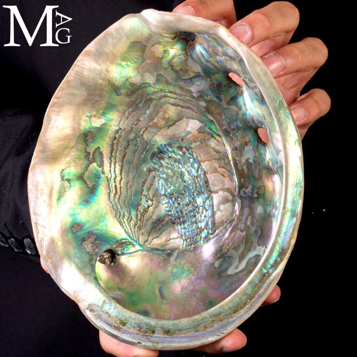 Haliotis Rufescens – Abalone rosso di Baja California - Messico