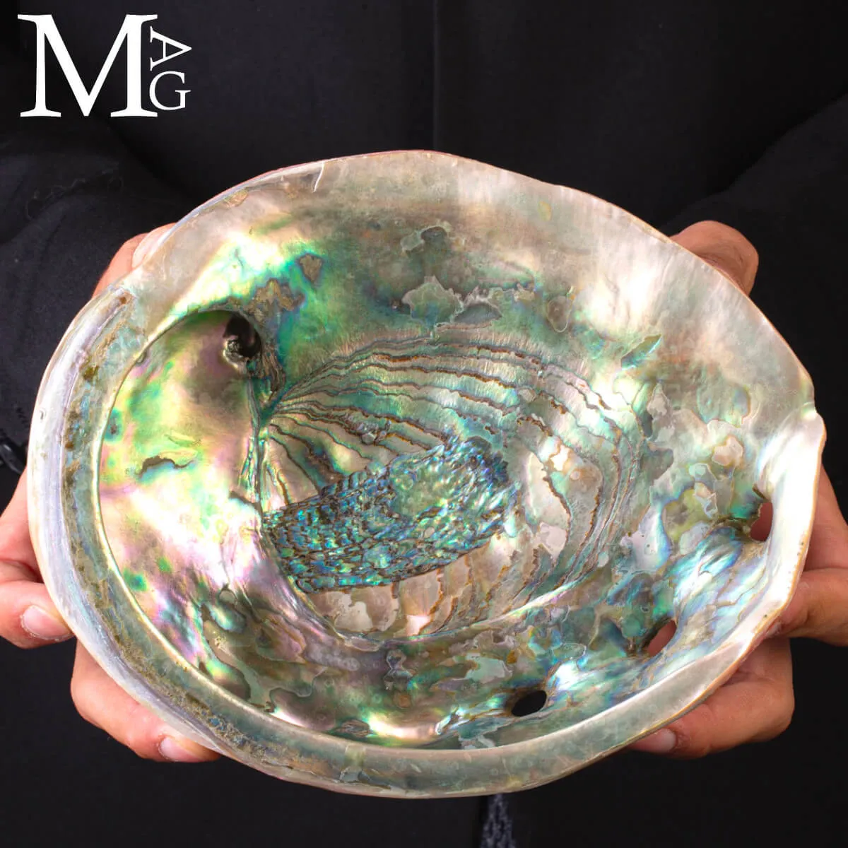 Haliotis Rufescens – Abalone rosso di Baja California - Messico