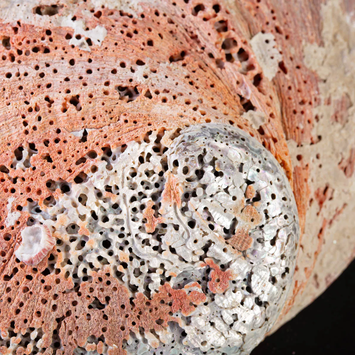 Haliotis Rufescens – Abalone Rosso - Messico.