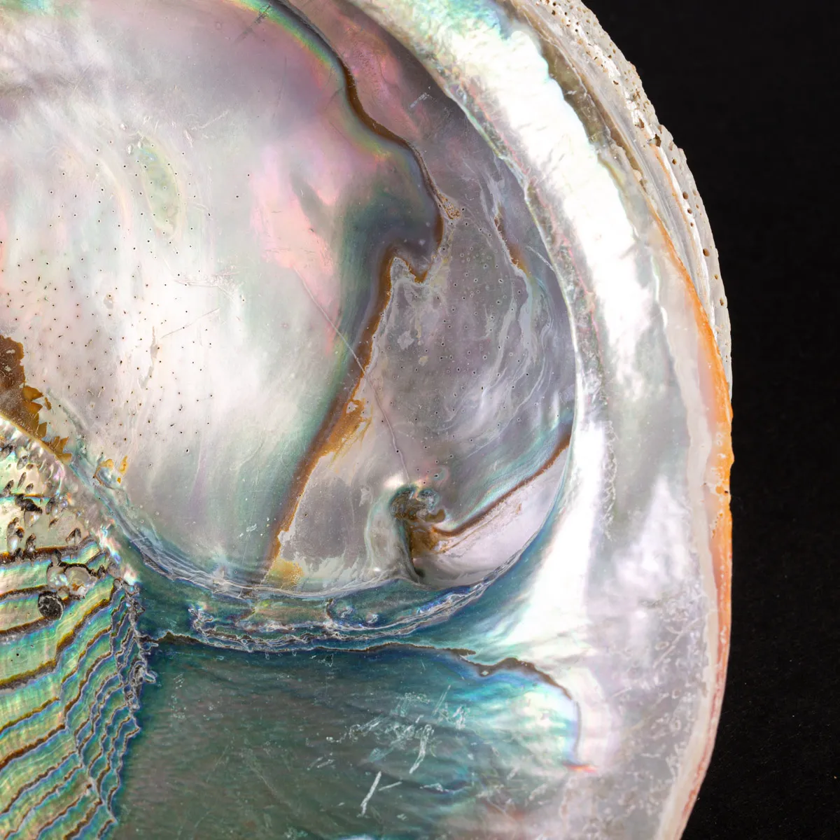 Haliotis Rufescens – Abalone Rosso - Messico.