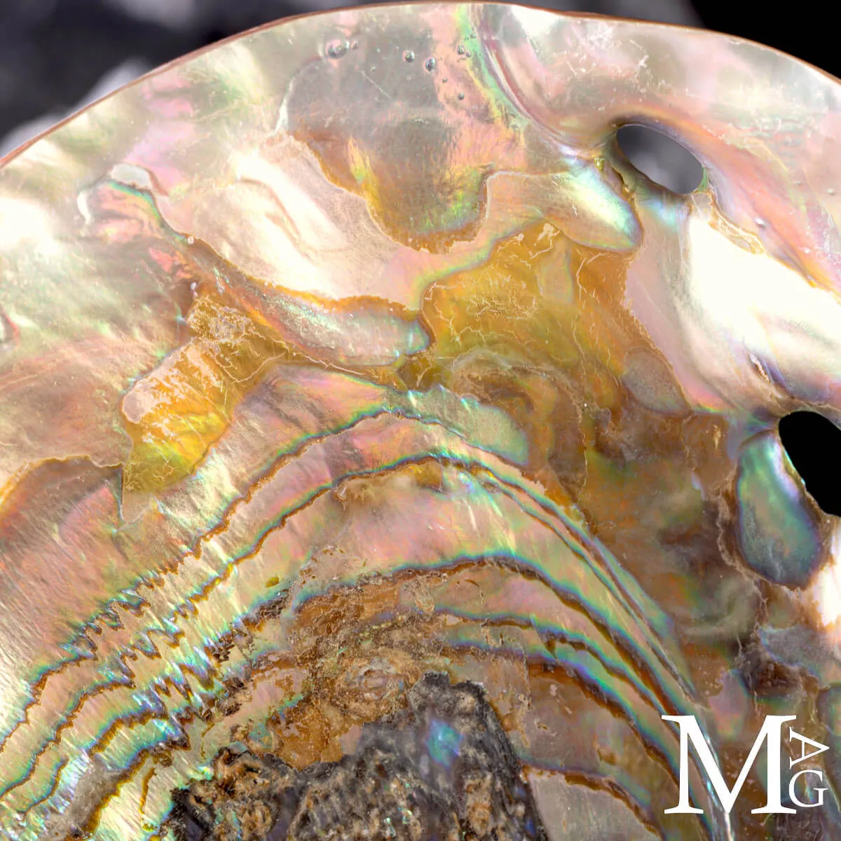 Haliotis Rufescens – Abalone Rosso Baja California.