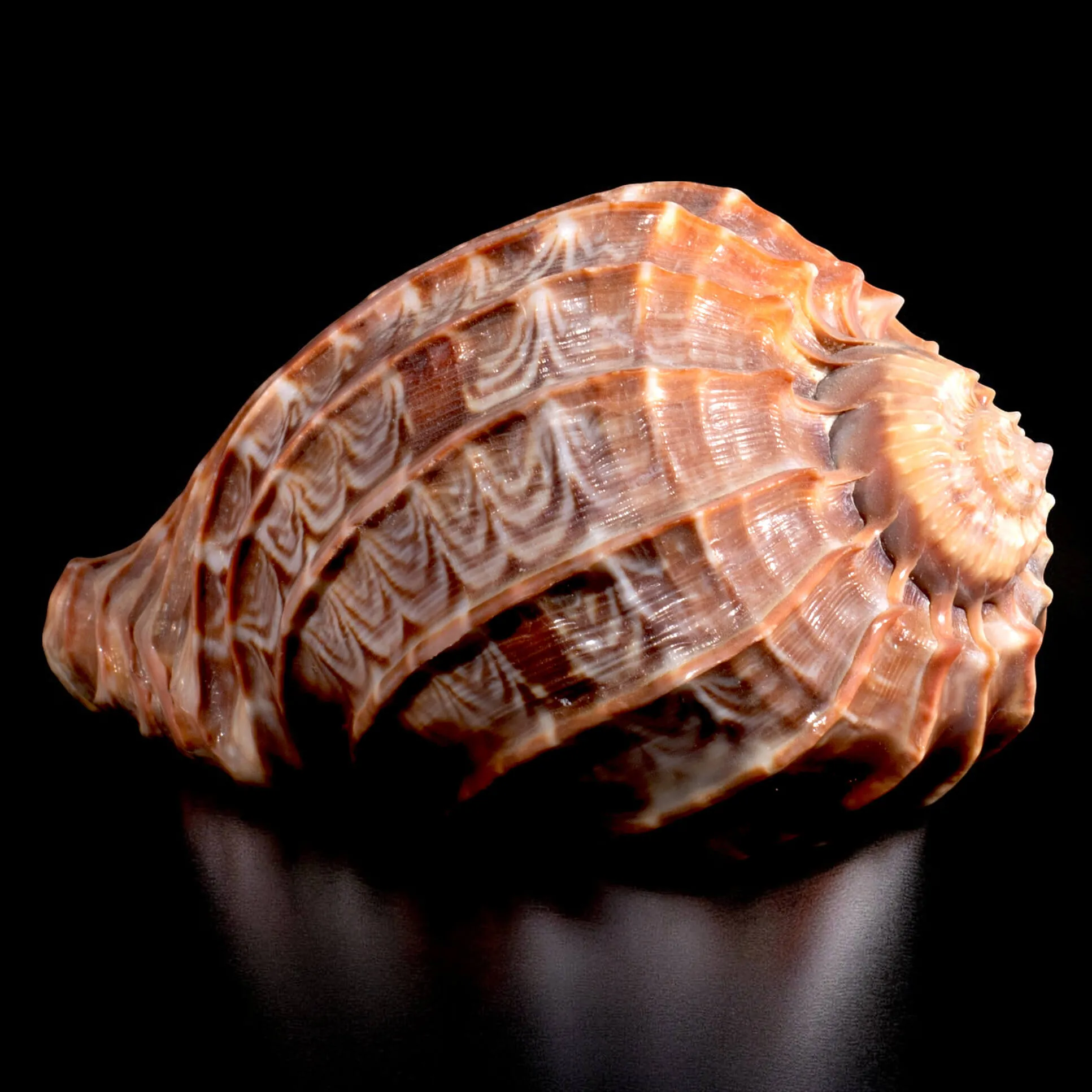 Harpa Cabriti