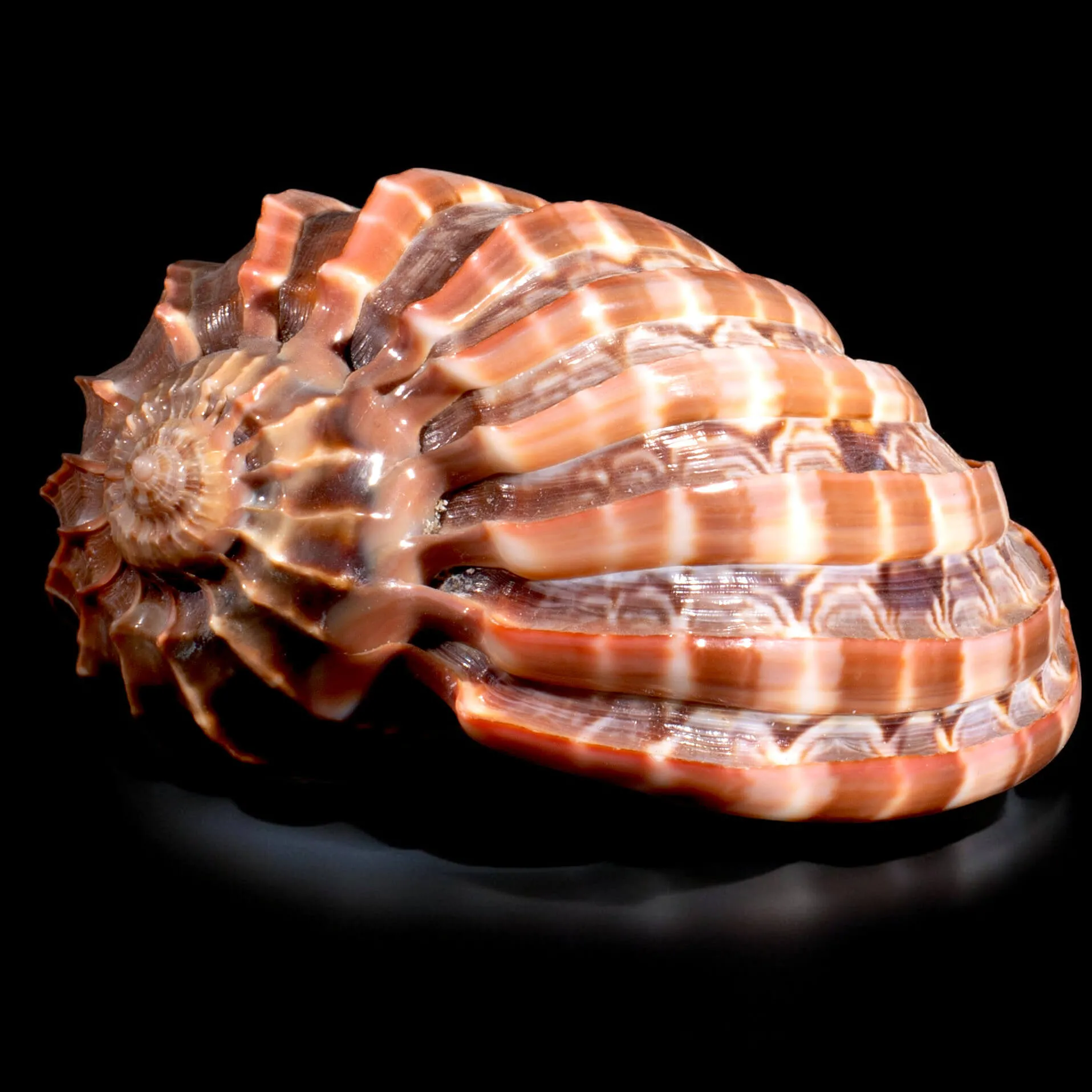 Harpa Cabriti