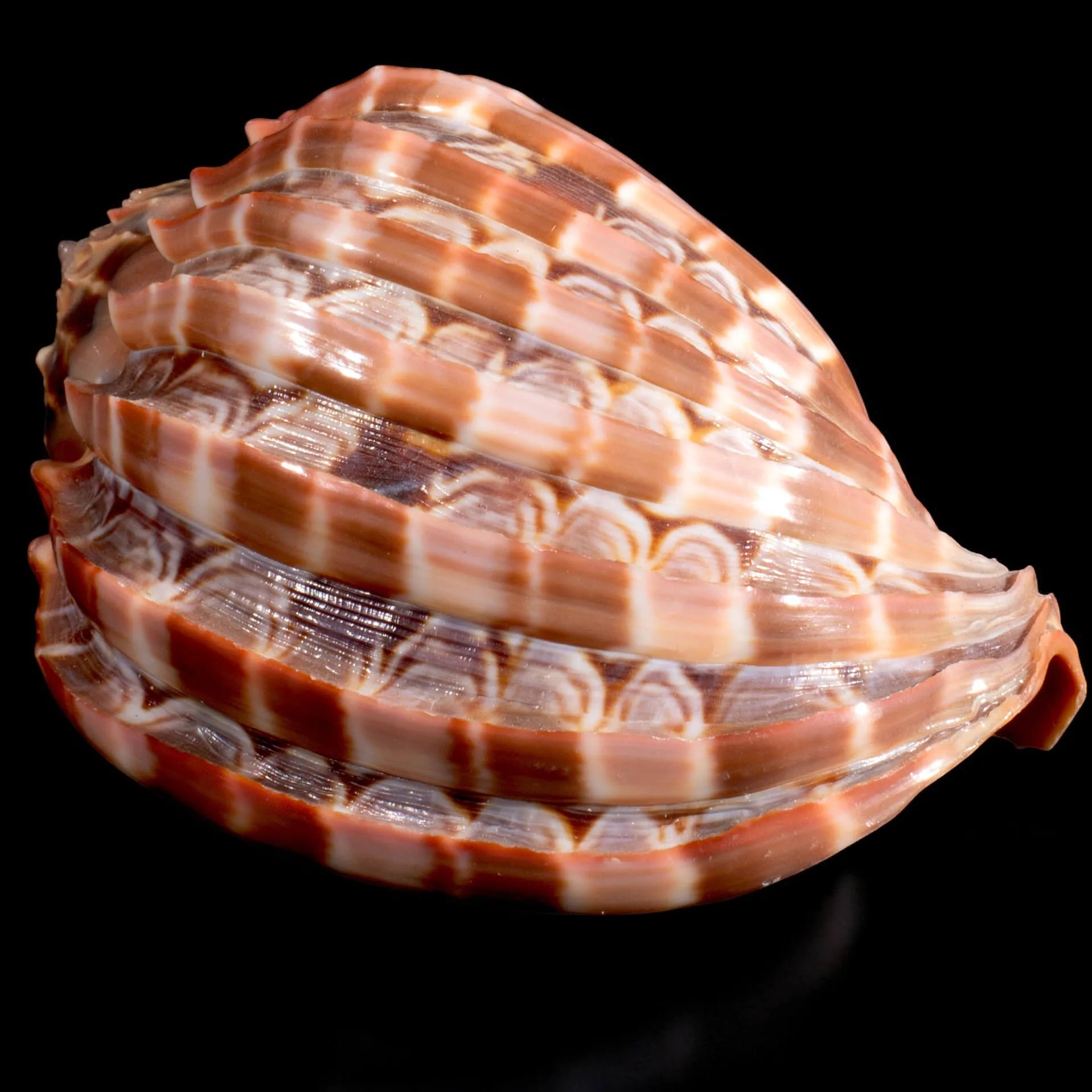 Harpa Cabriti