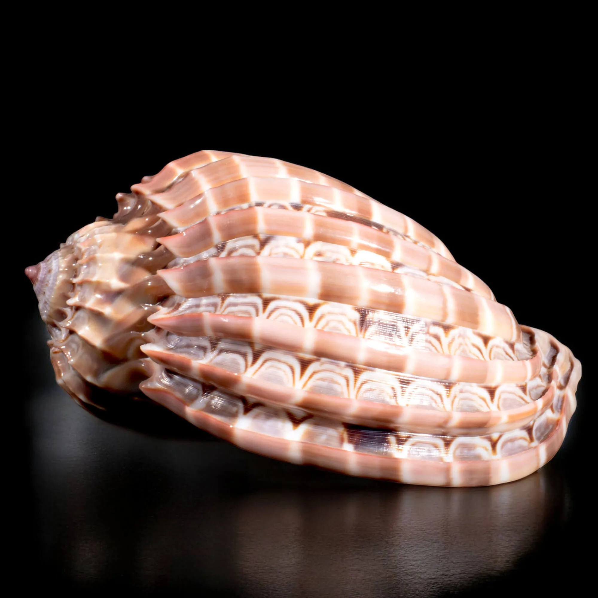 Harpa Cabriti