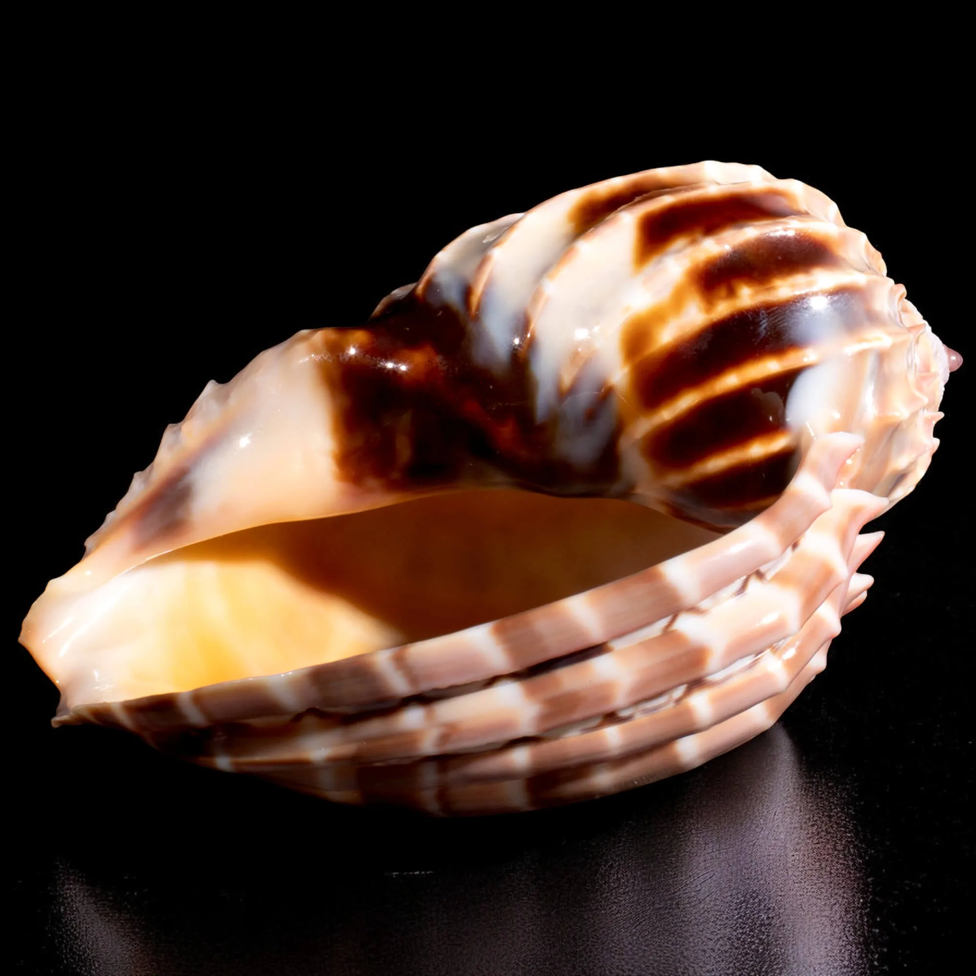 Harpa Cabriti