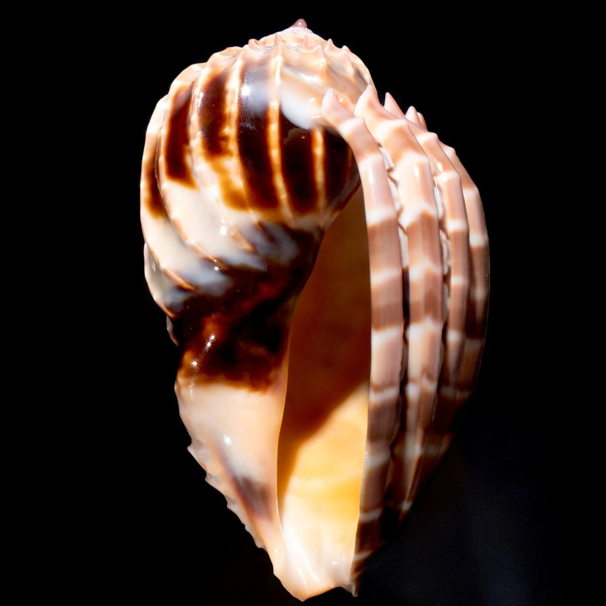 Harpa Cabriti