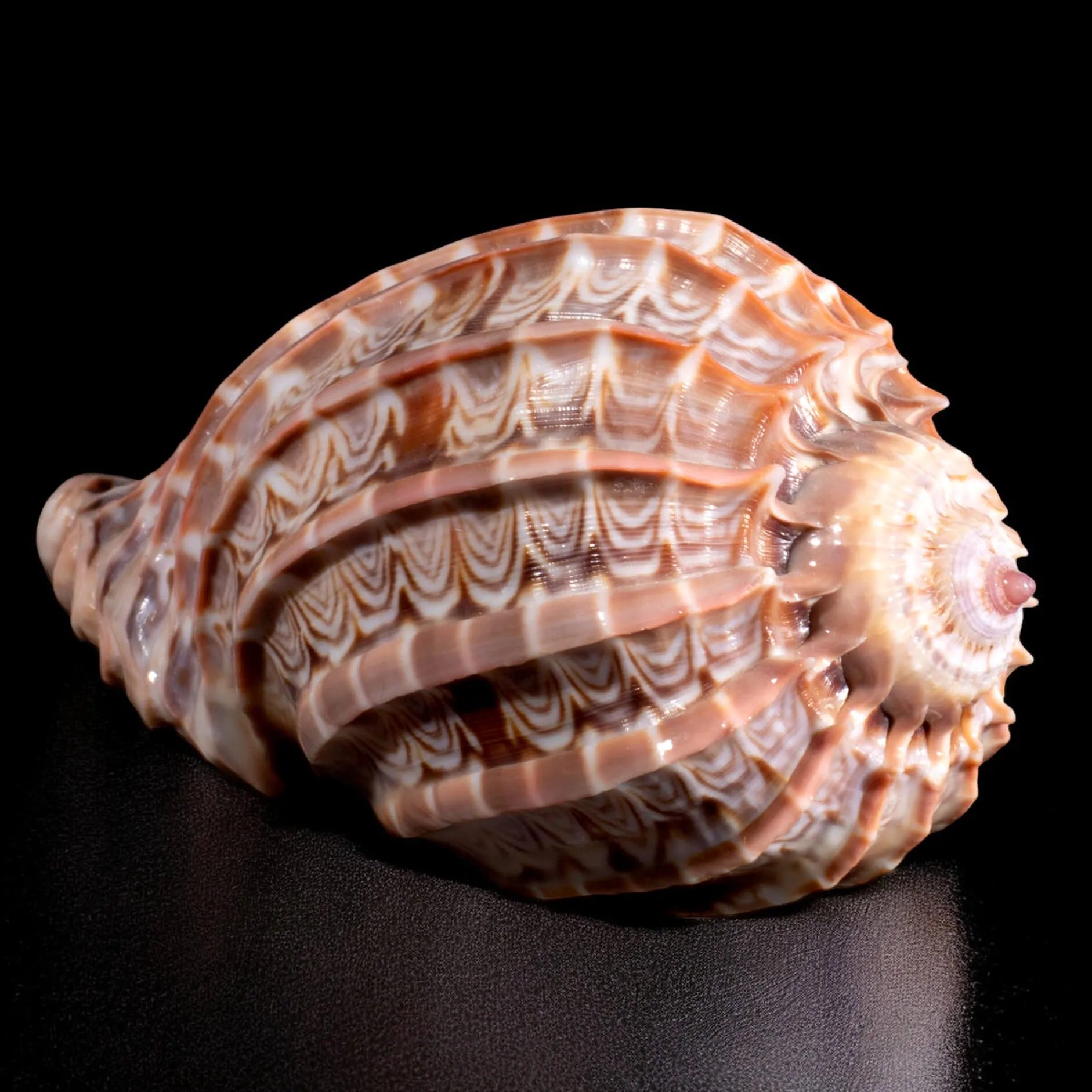 Harpa Cabriti