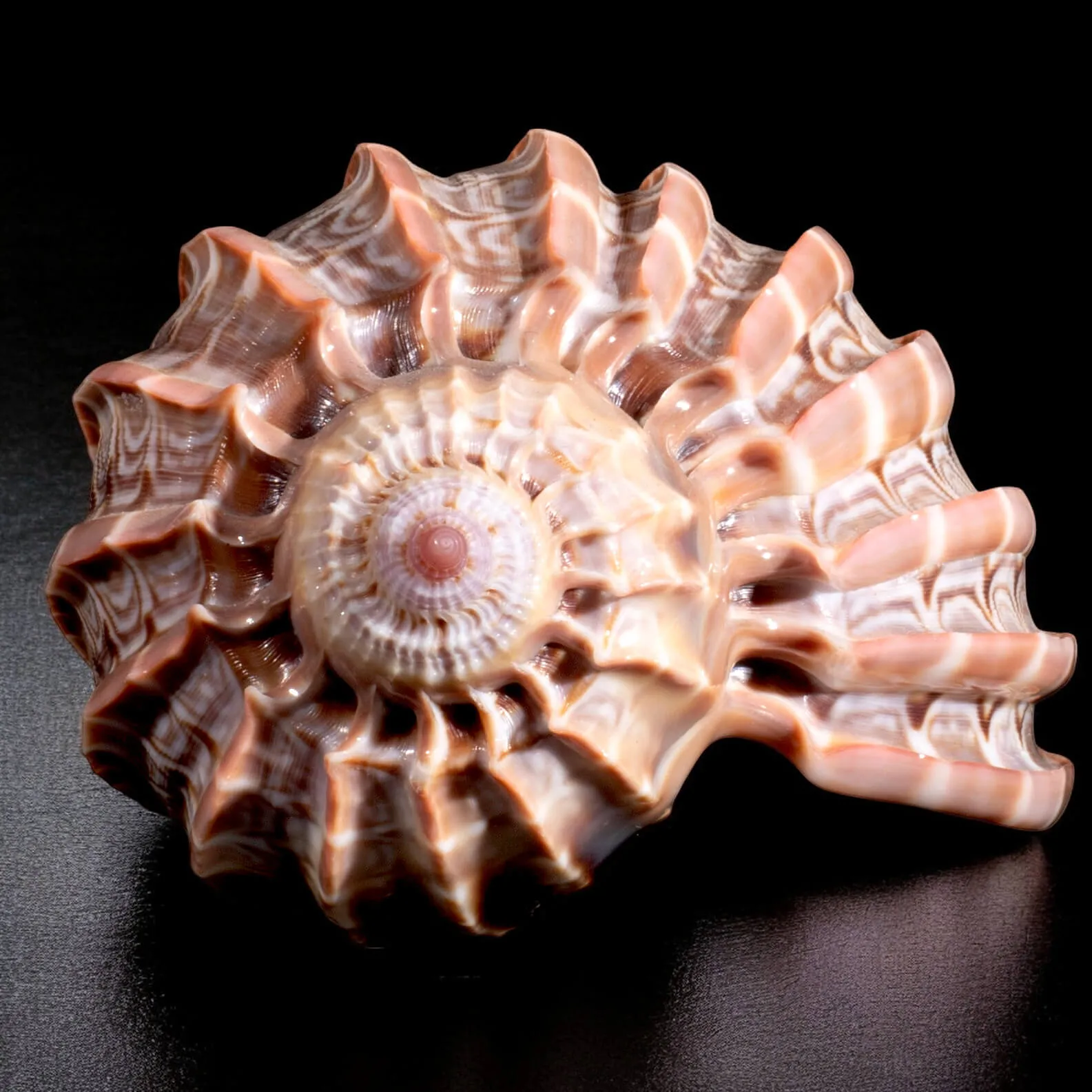 Harpa Cabriti