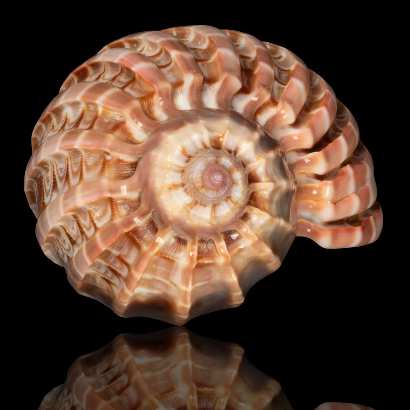 Harpa Cabriti f. Multicostata