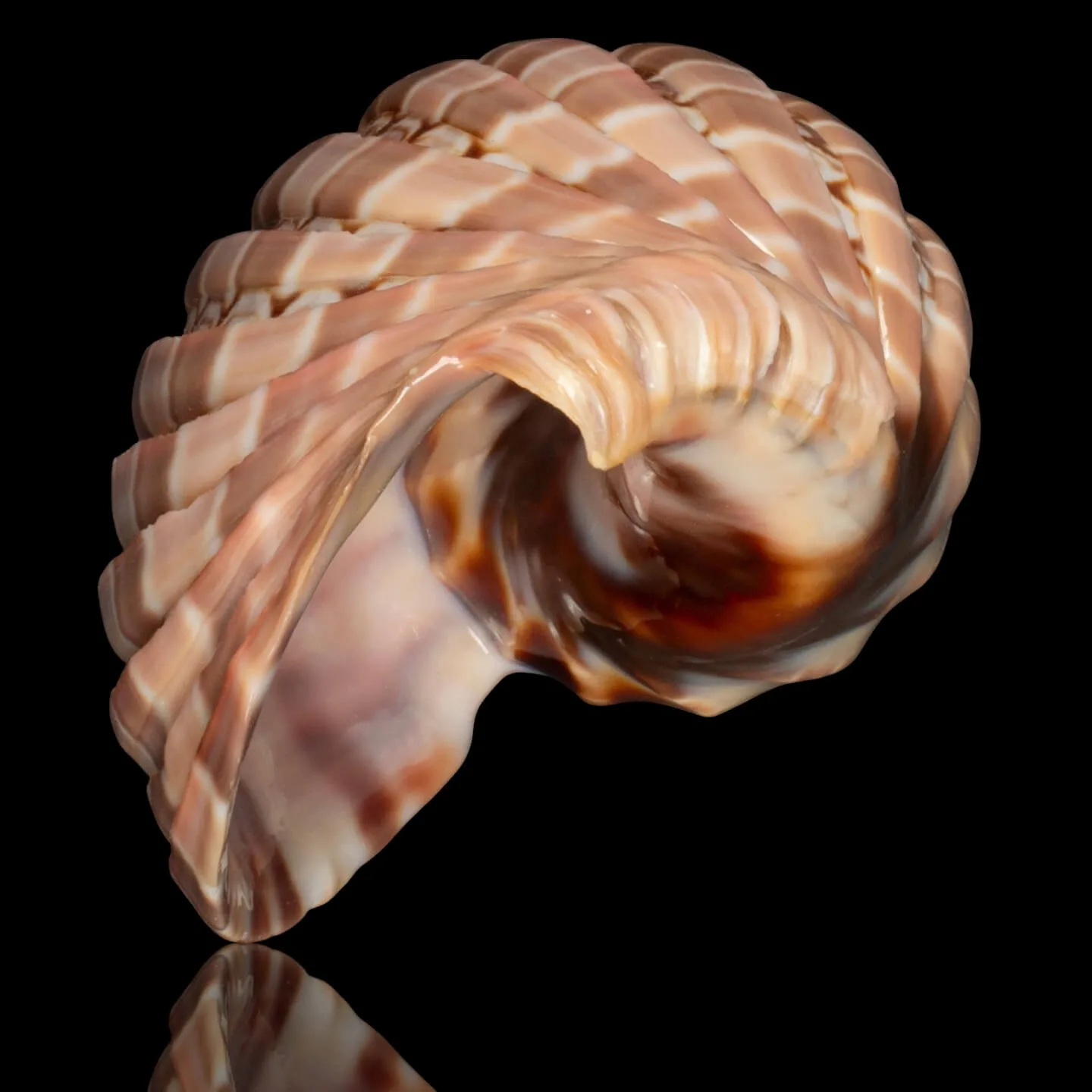 Harpa Cabriti f. Multicostata