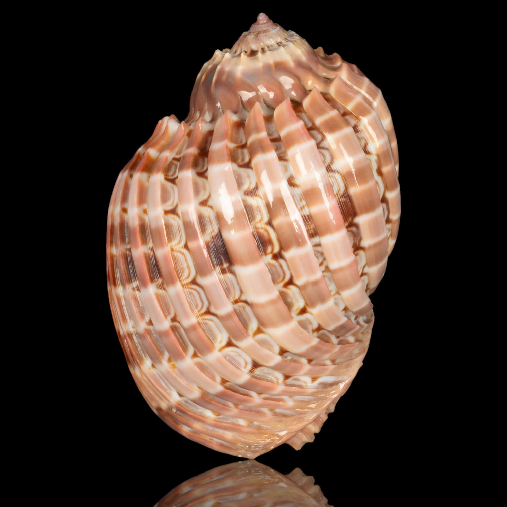 Harpa Cabriti f. Multicostata