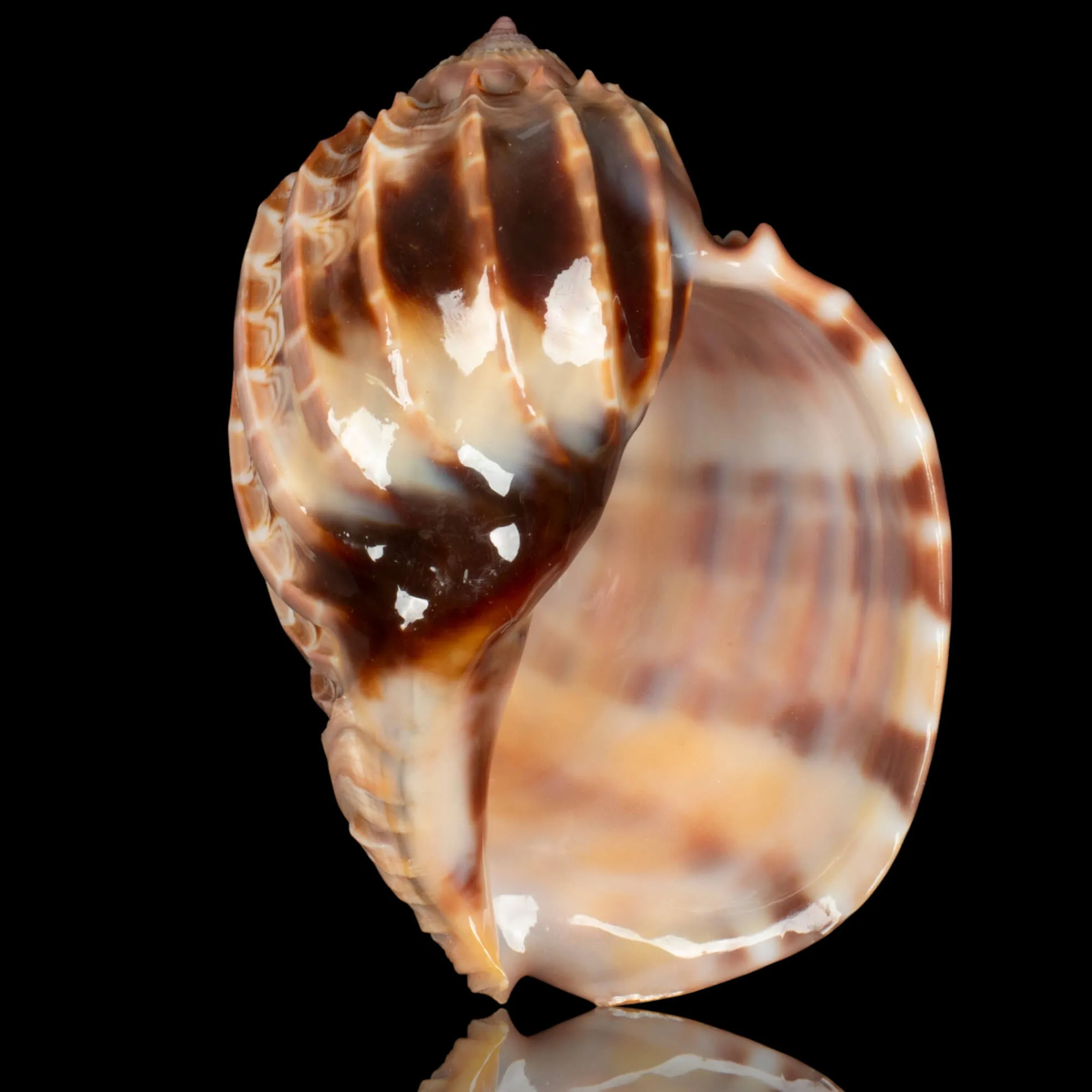 Harpa Cabriti f. Multicostata