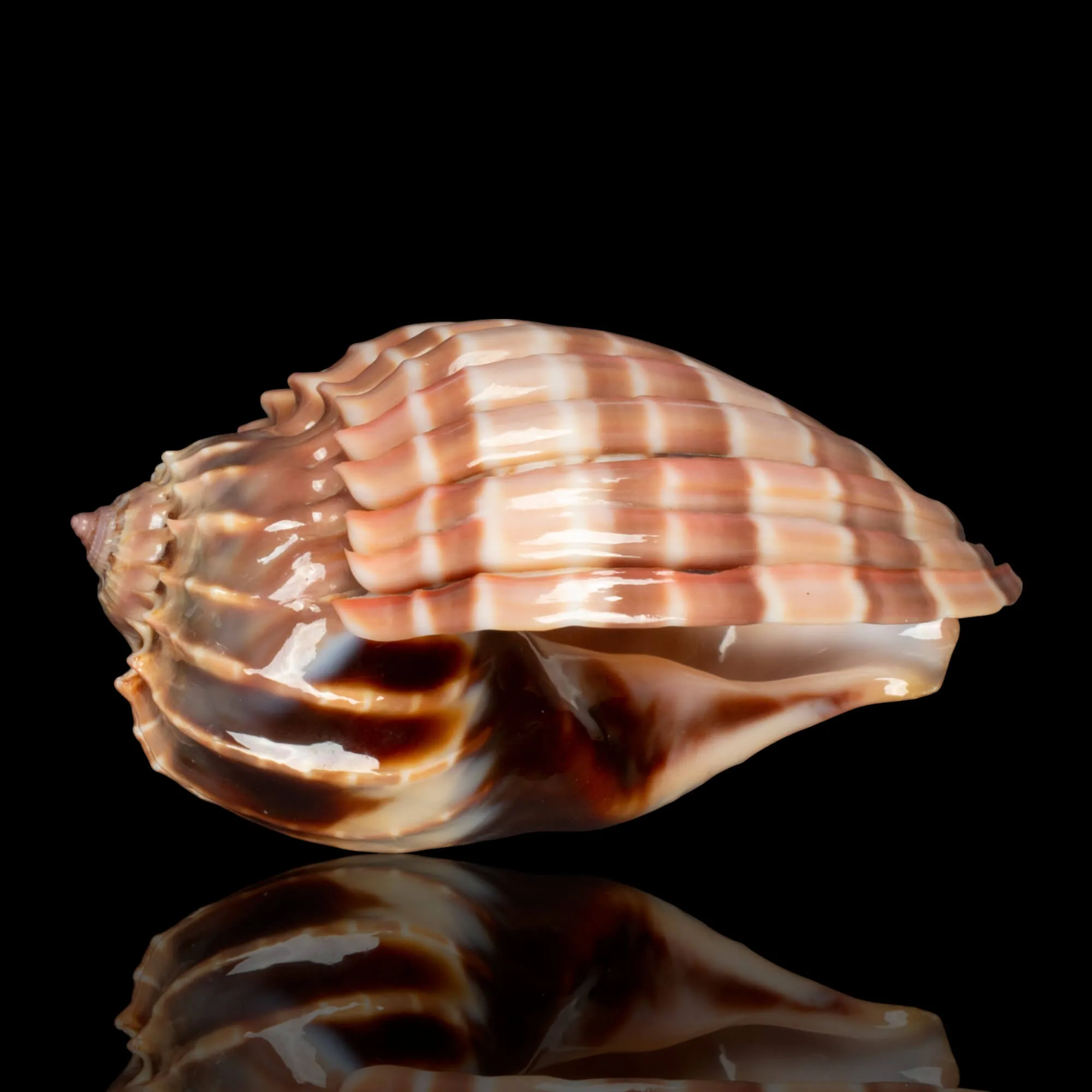 Harpa Cabriti f. Multicostata