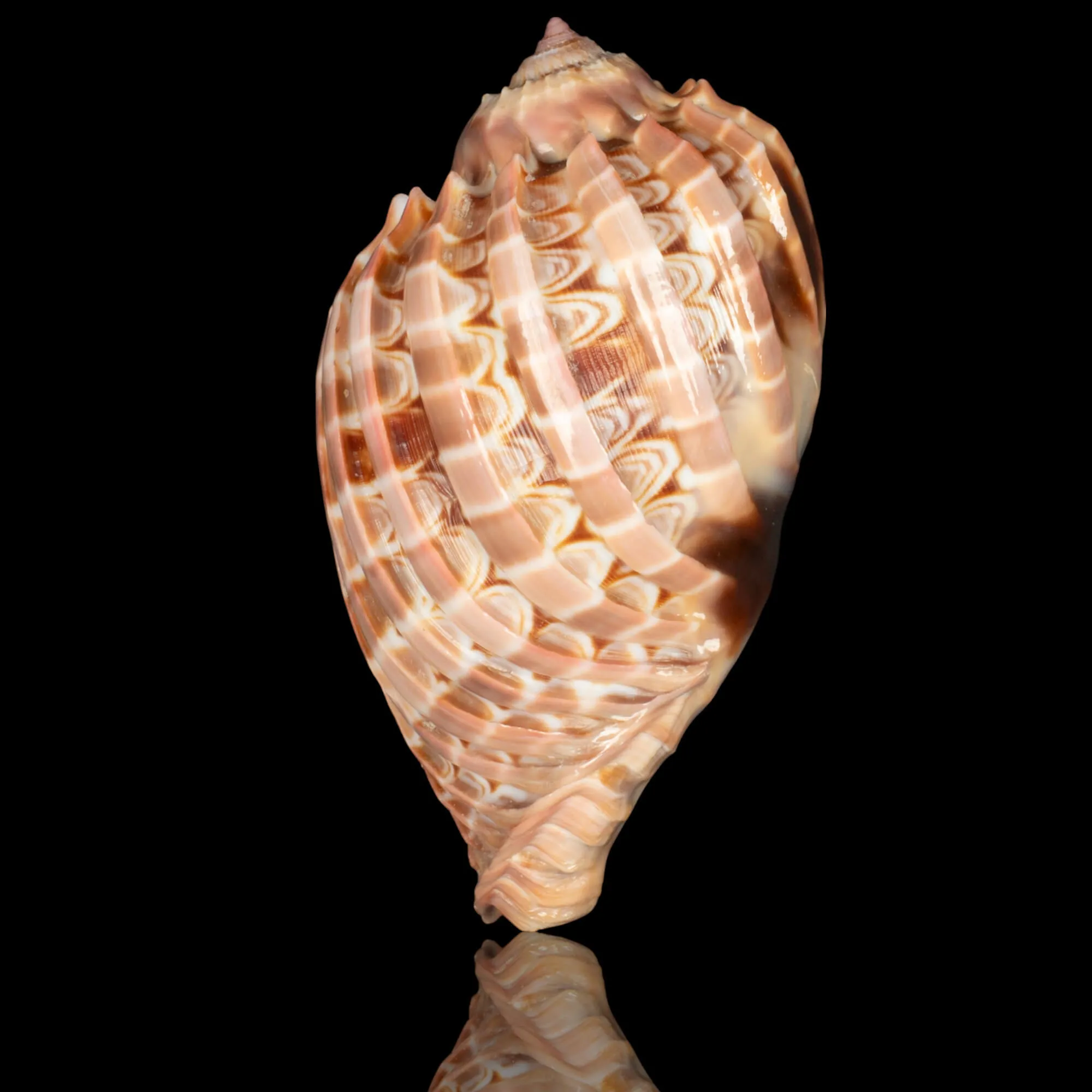 Harpa Cabriti f. Multicostata