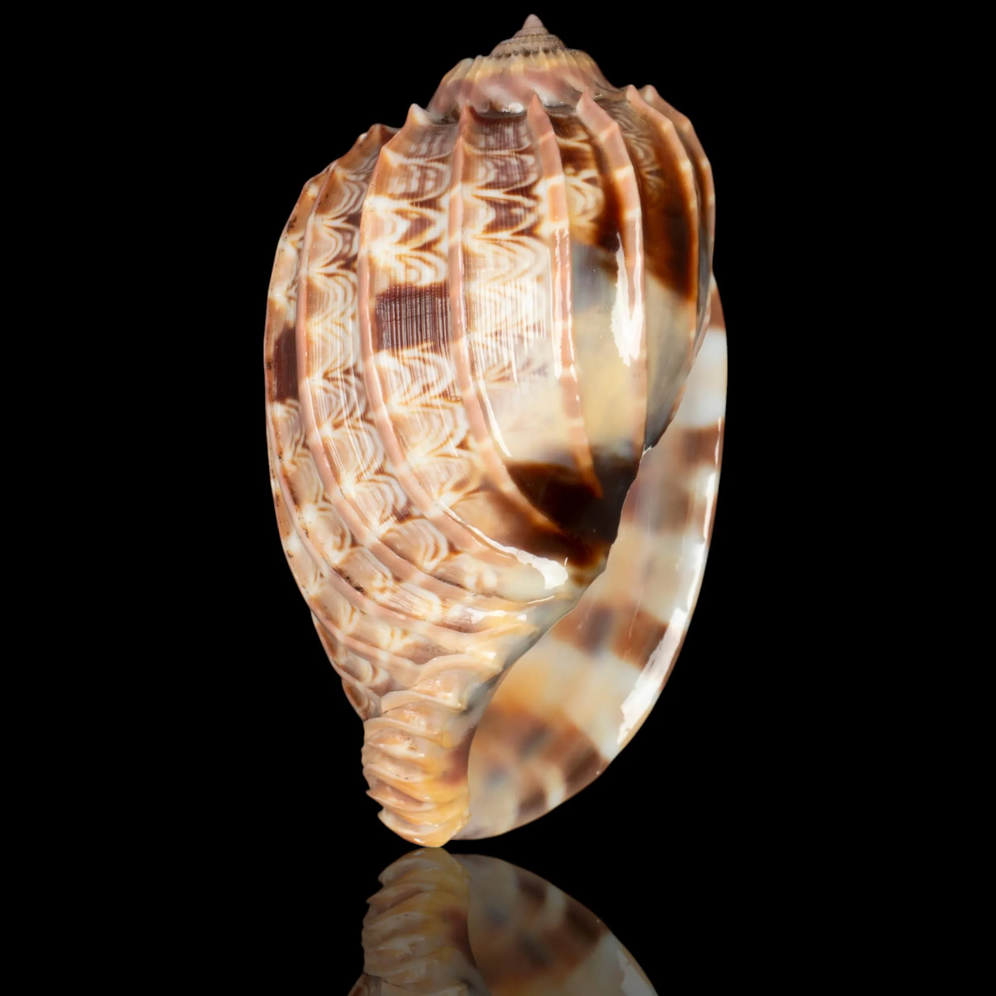 Harpa Cabriti f. Multicostata.