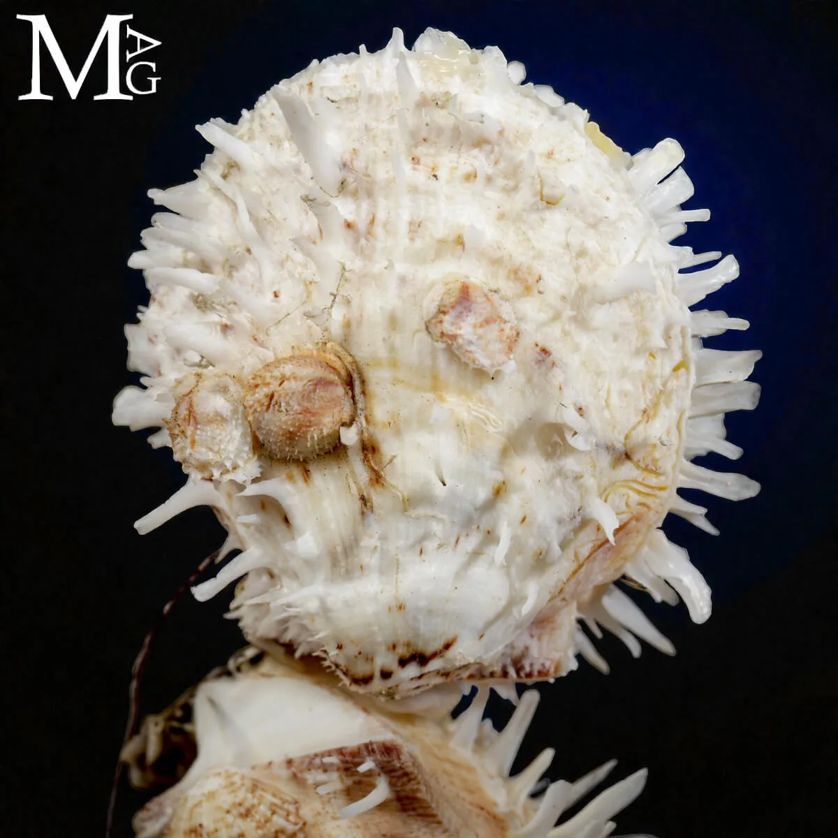 Simbiosi Modiolus Philippinarum e Spondylus Barbatus.