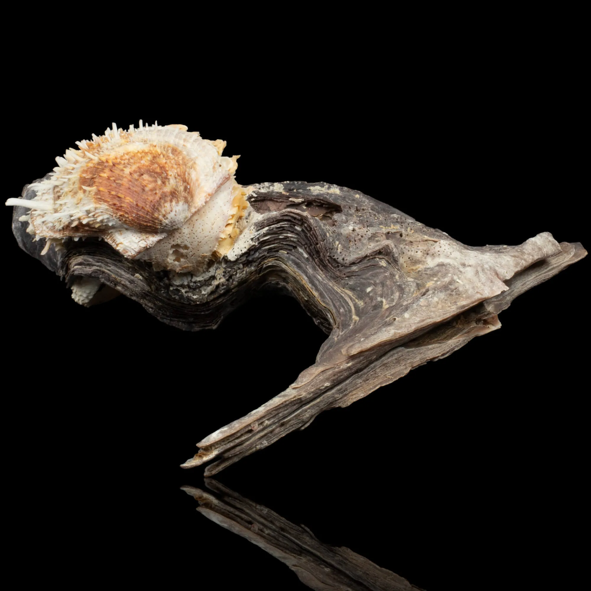 Malleus Malleus simbiosi Spondylus Spinoso.