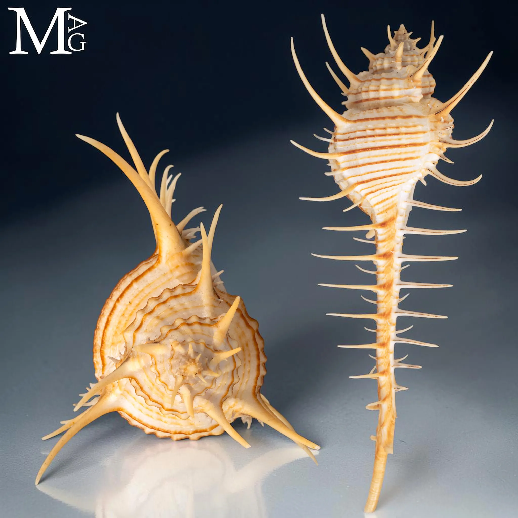 Troschel’s Murex – Esemplare Malacologico delle Filippine