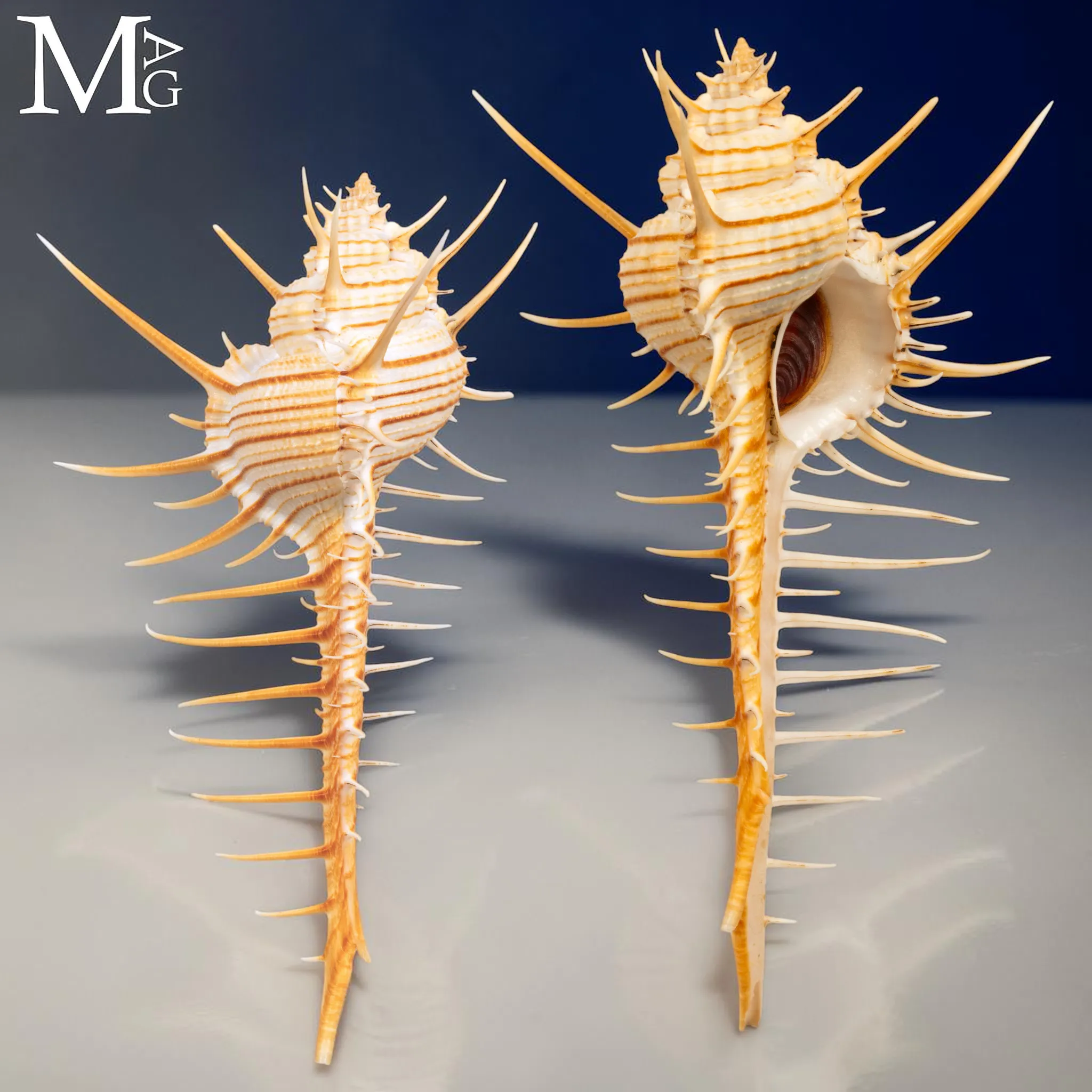 Murex troscheli – Conchiglia Marina Spinosa da Collezione