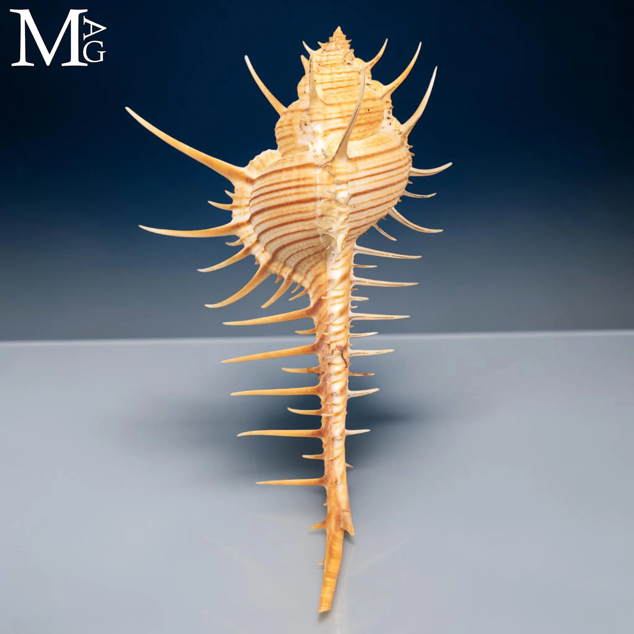 Murex troscheli delle Filippine – Shell Collector Specimen