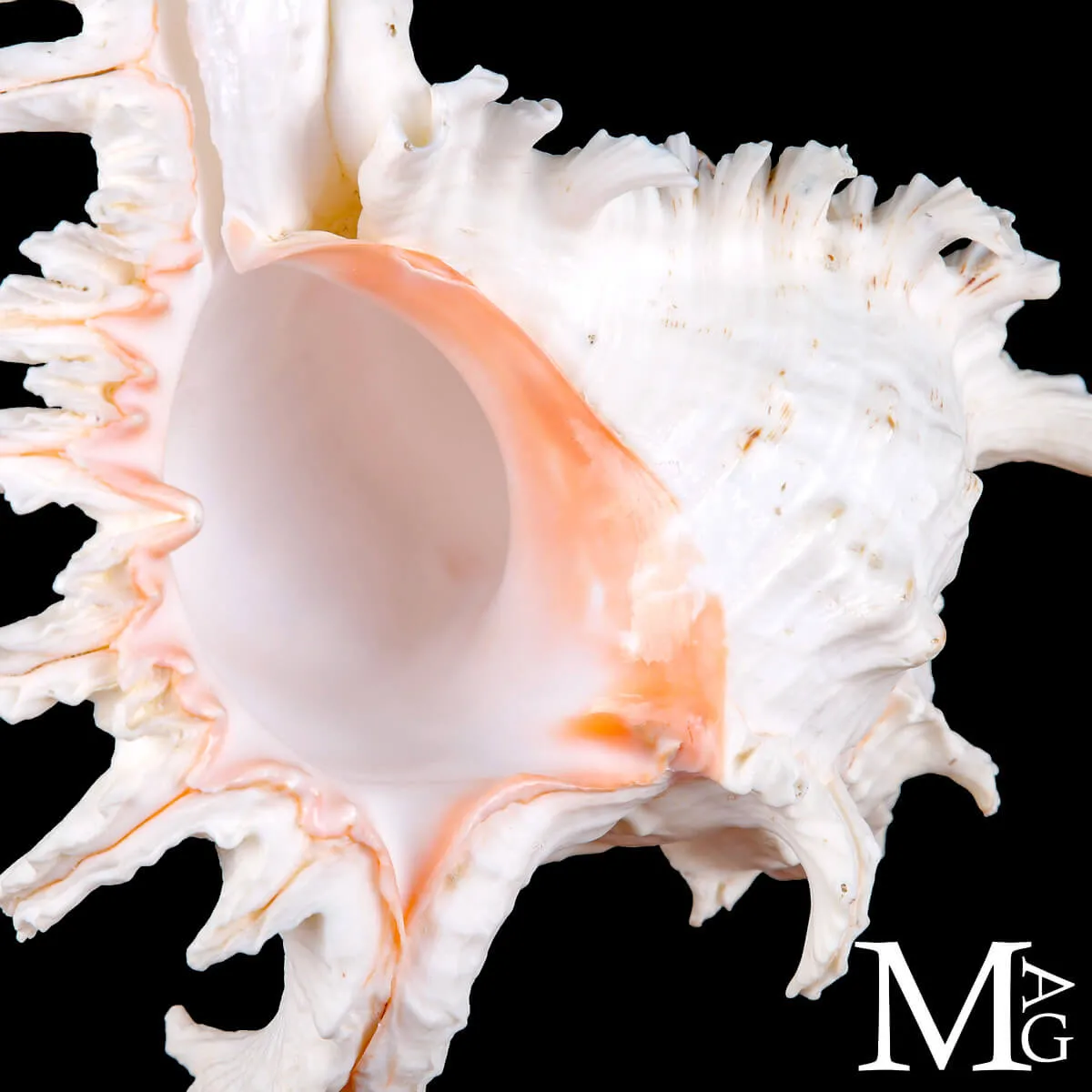 Chicoreus Ramosus