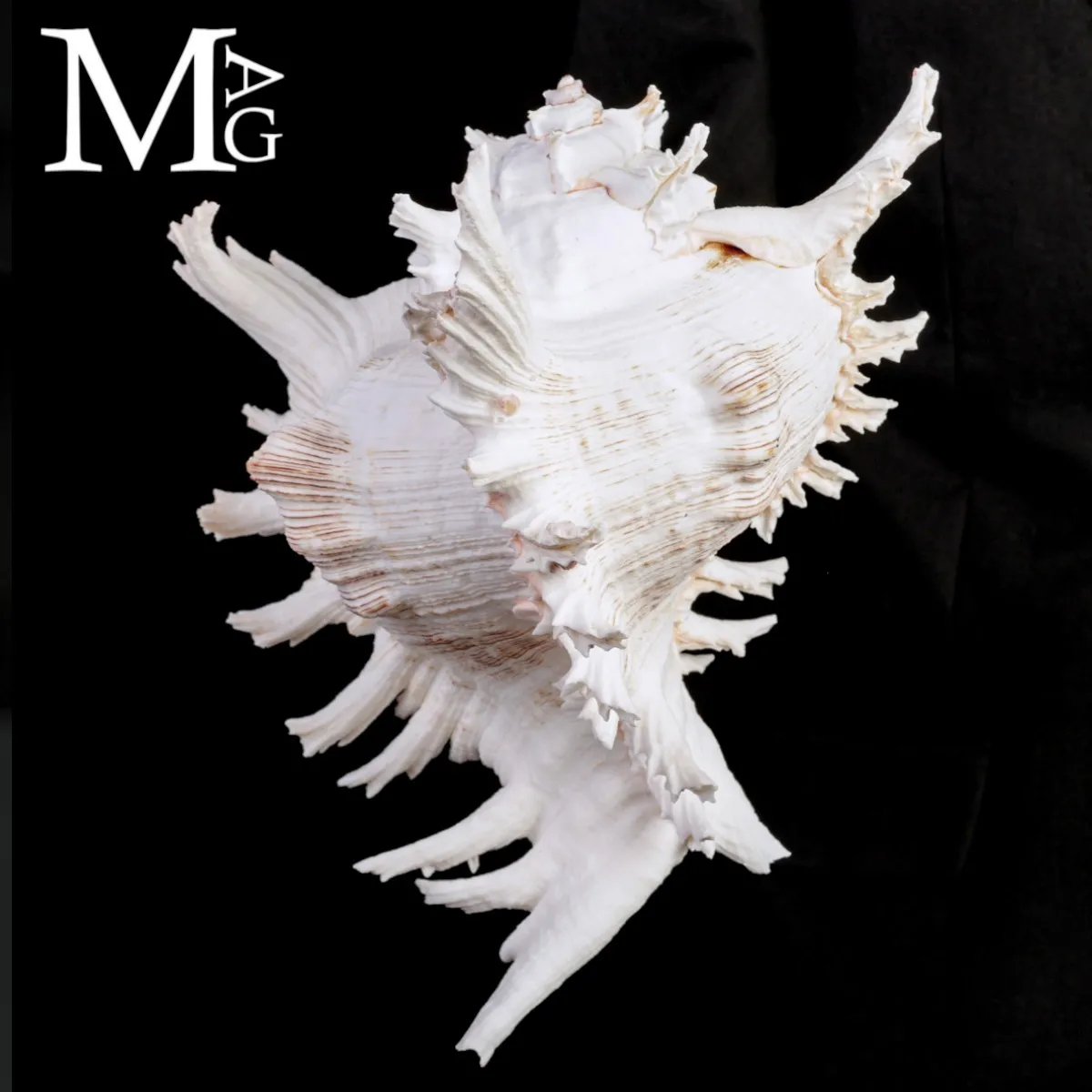 Chicoreus Ramosus – Magnifico esemplare da Collezione.