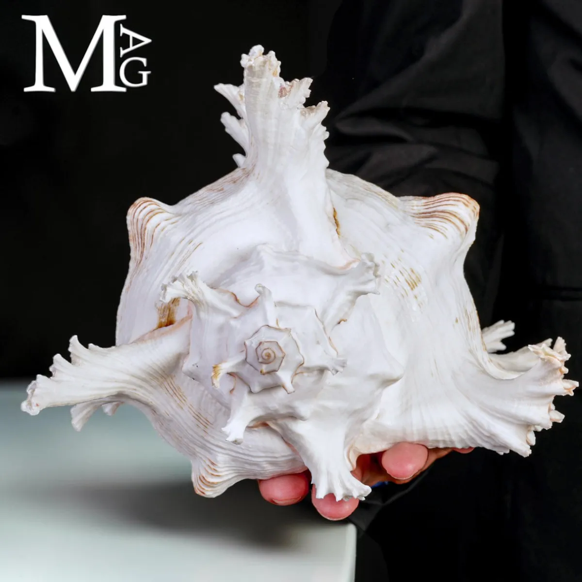 Chicoreus Ramosus – Magnifico esemplare da Collezione.