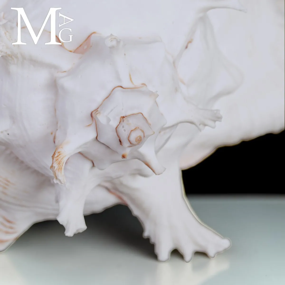 Chicoreus Ramosus – Magnifico esemplare da Collezione.