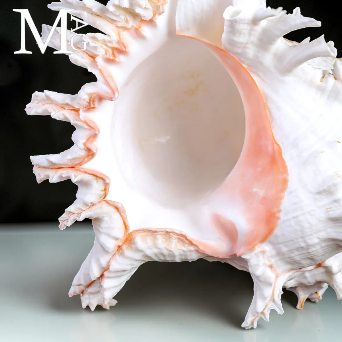 Chicoreus Ramosus – Magnifico esemplare da Collezione.