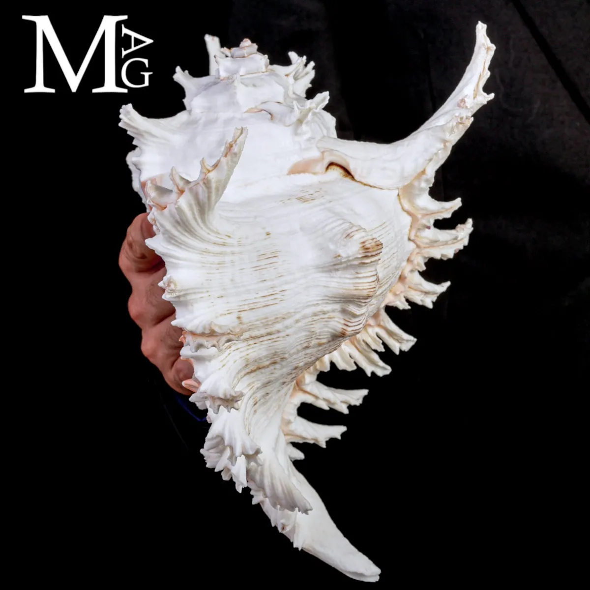 Chicoreus Ramosus – Magnifico esemplare da Collezione.