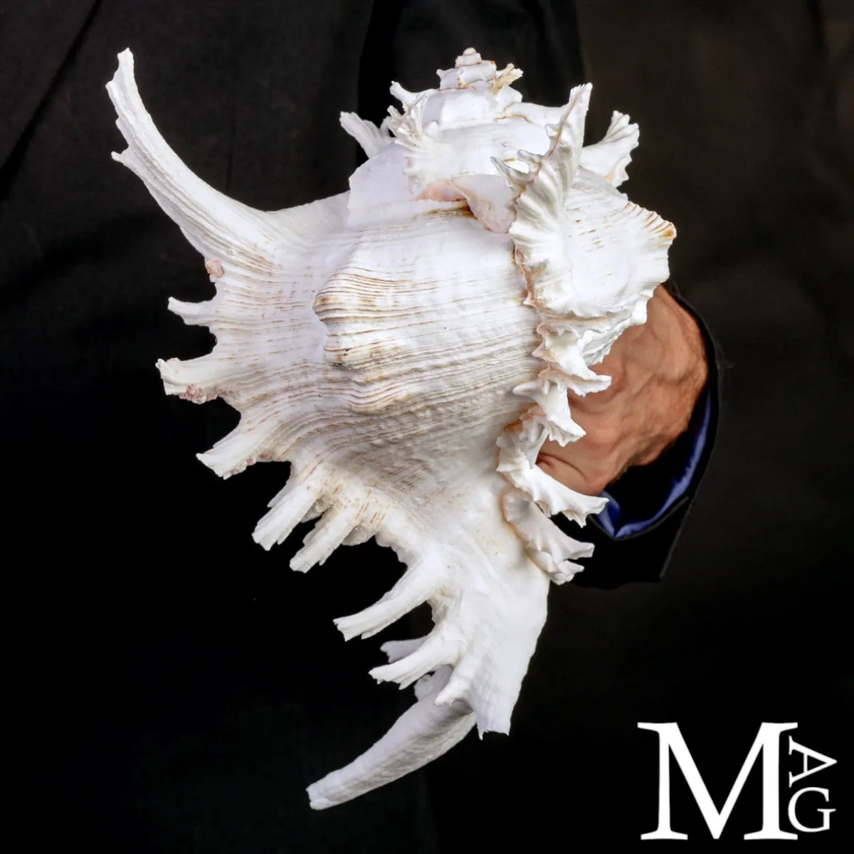 Chicoreus Ramosus – Magnifico esemplare da Collezione.