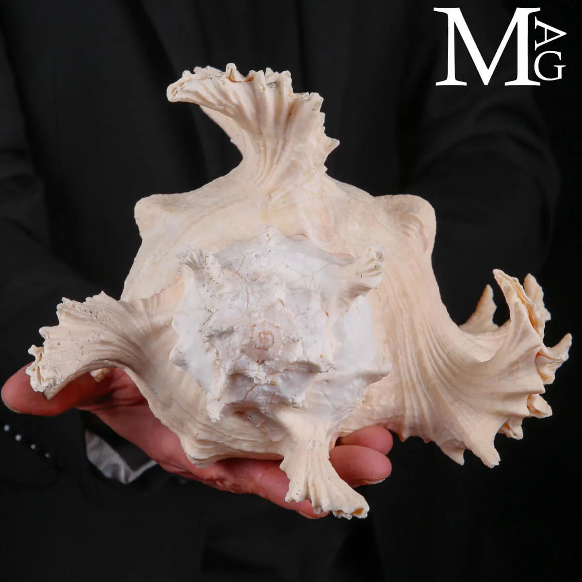 Murex Ramosus – Colorazione Particolare Avorio Rosato