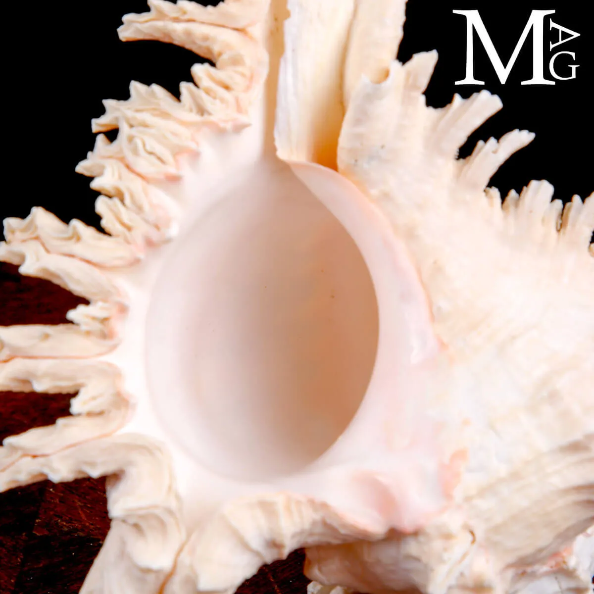 Murex Ramosus – Colorazione Particolare Avorio Rosato