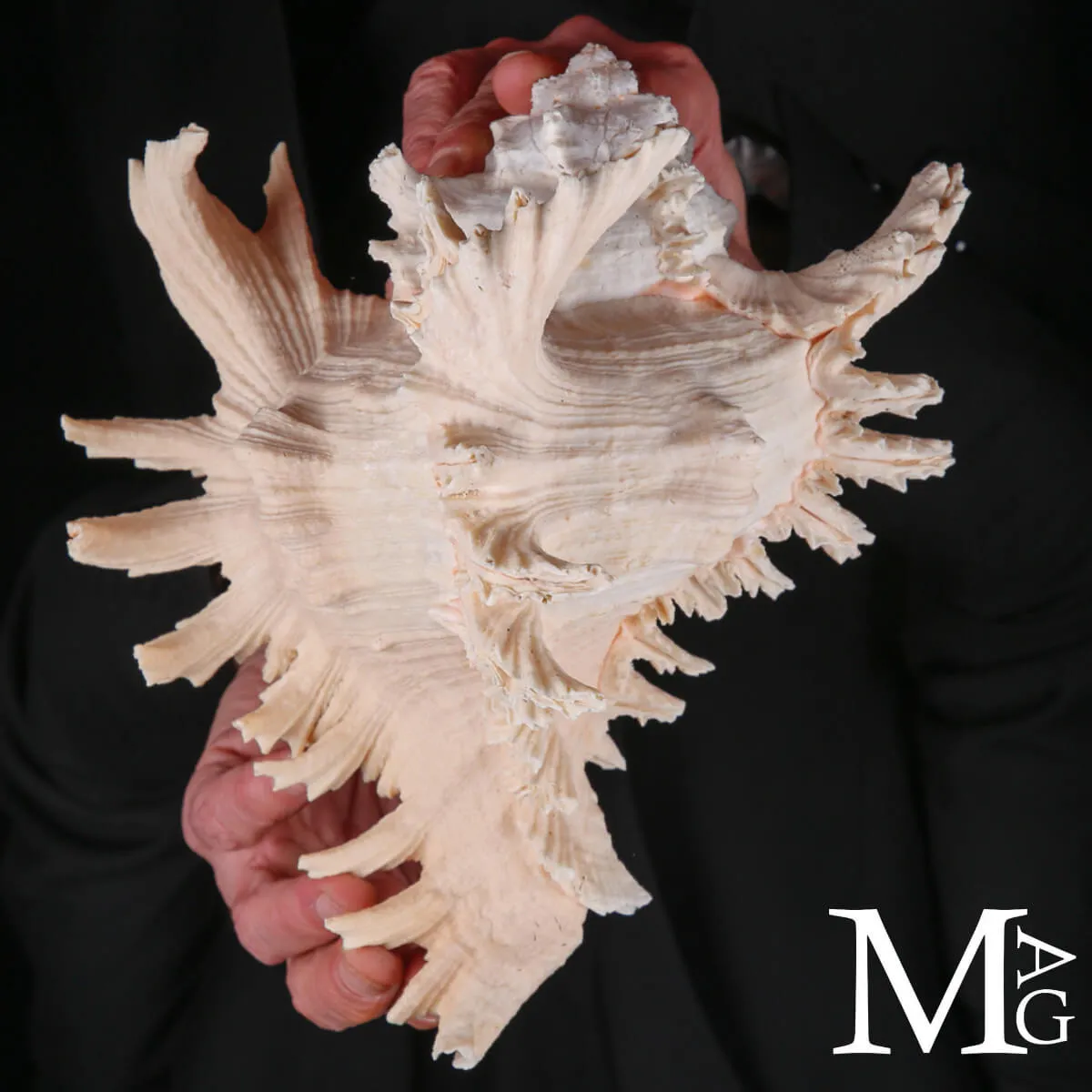 Murex Ramosus – Colorazione Particolare Avorio Rosato