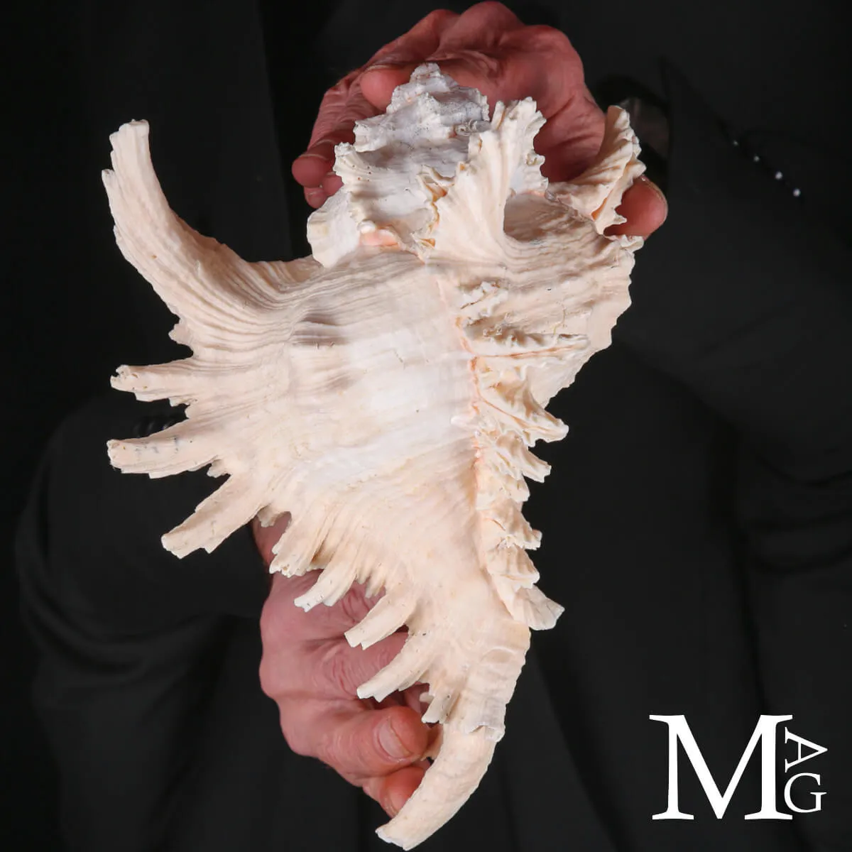 Murex Ramosus – Colorazione Particolare Avorio Rosato