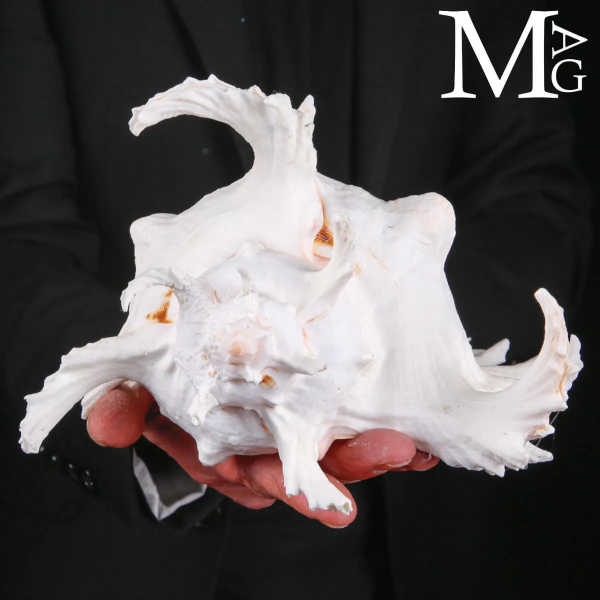 Grande Murex Ramosus – Conchiglia molto Estetica.