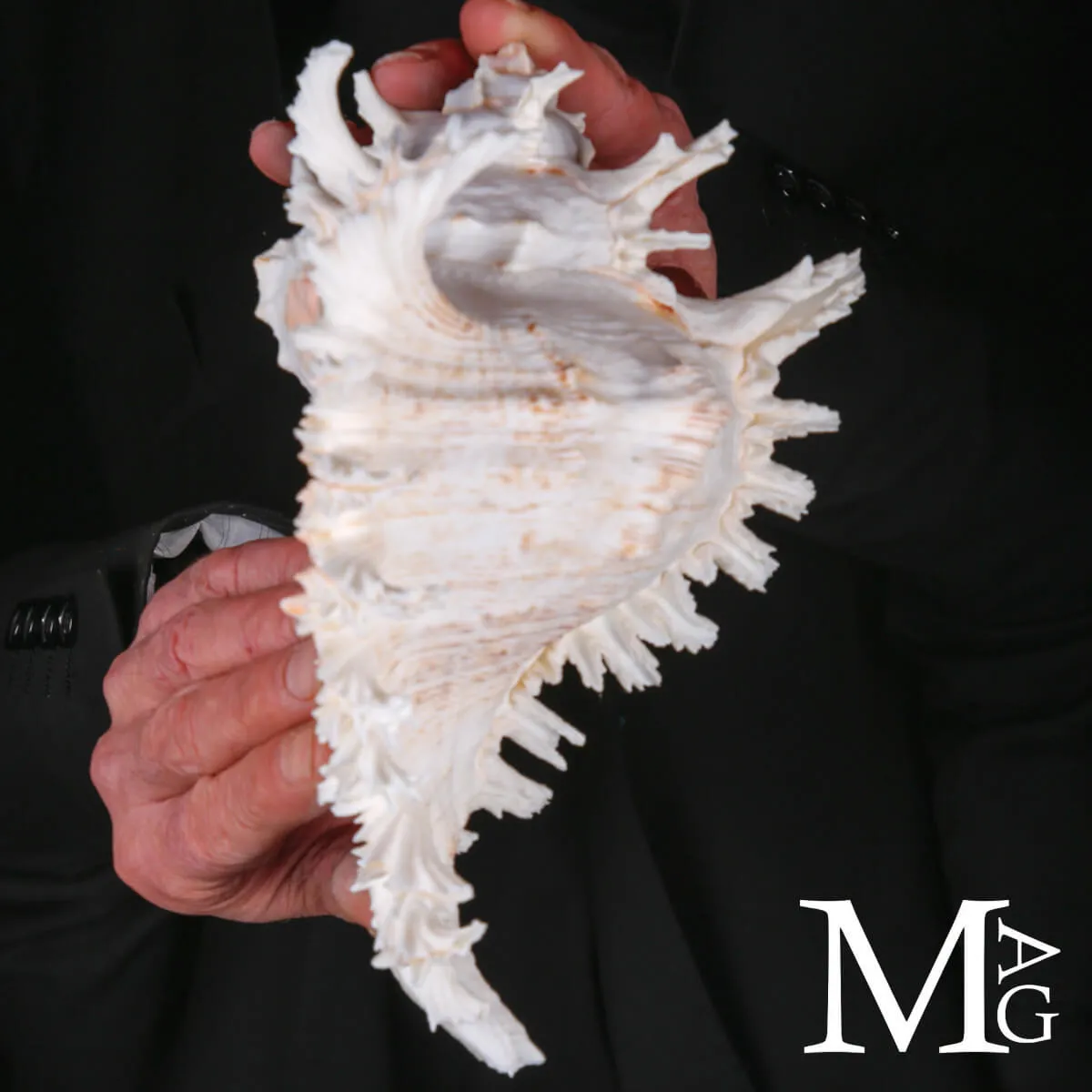 Murex Ramosus – Scultura Naturale dei Fondali Tropicali