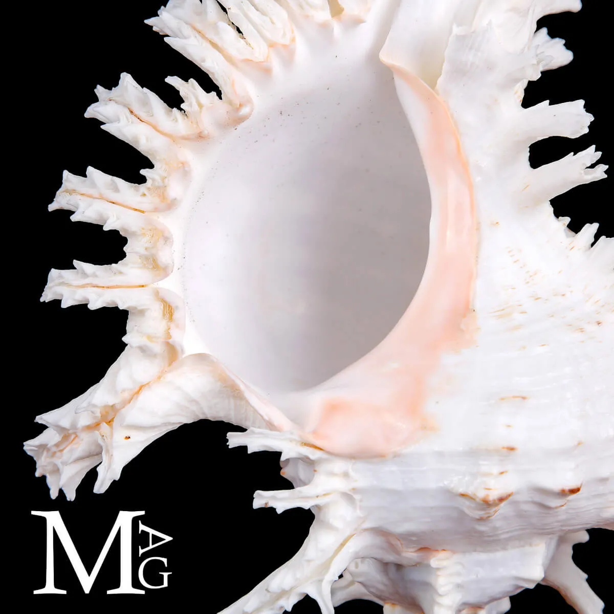 Murex Ramosus – Scultura Naturale dei Fondali Tropicali