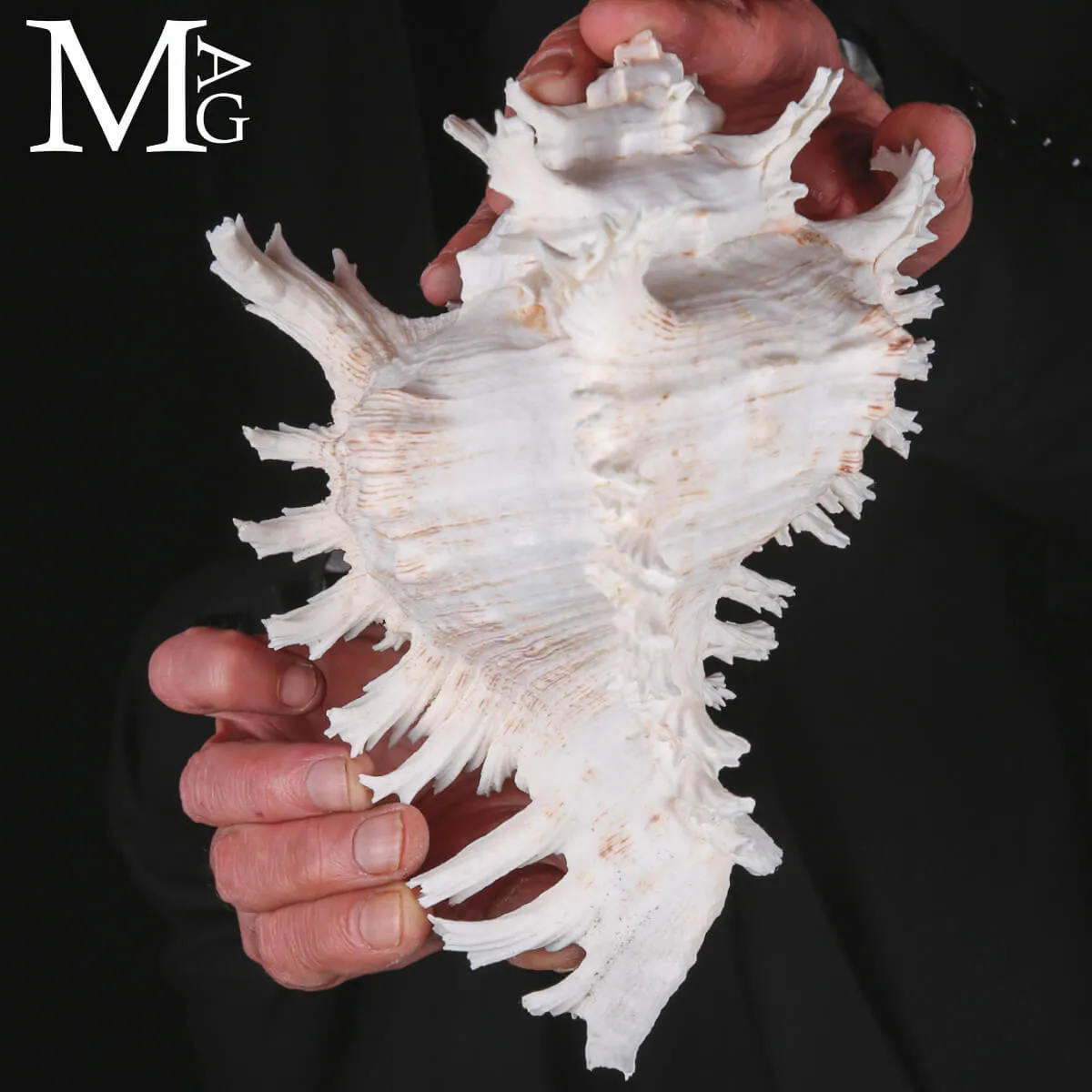 Murex Ramosus – Scultura Naturale dei Fondali Tropicali