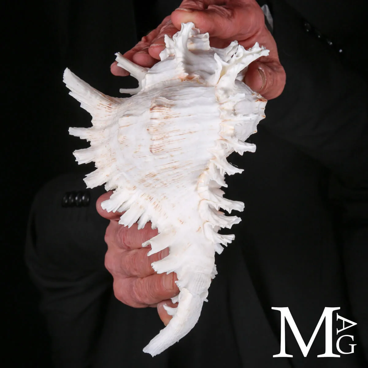 Murex Ramosus – Scultura Naturale dei Fondali Tropicali