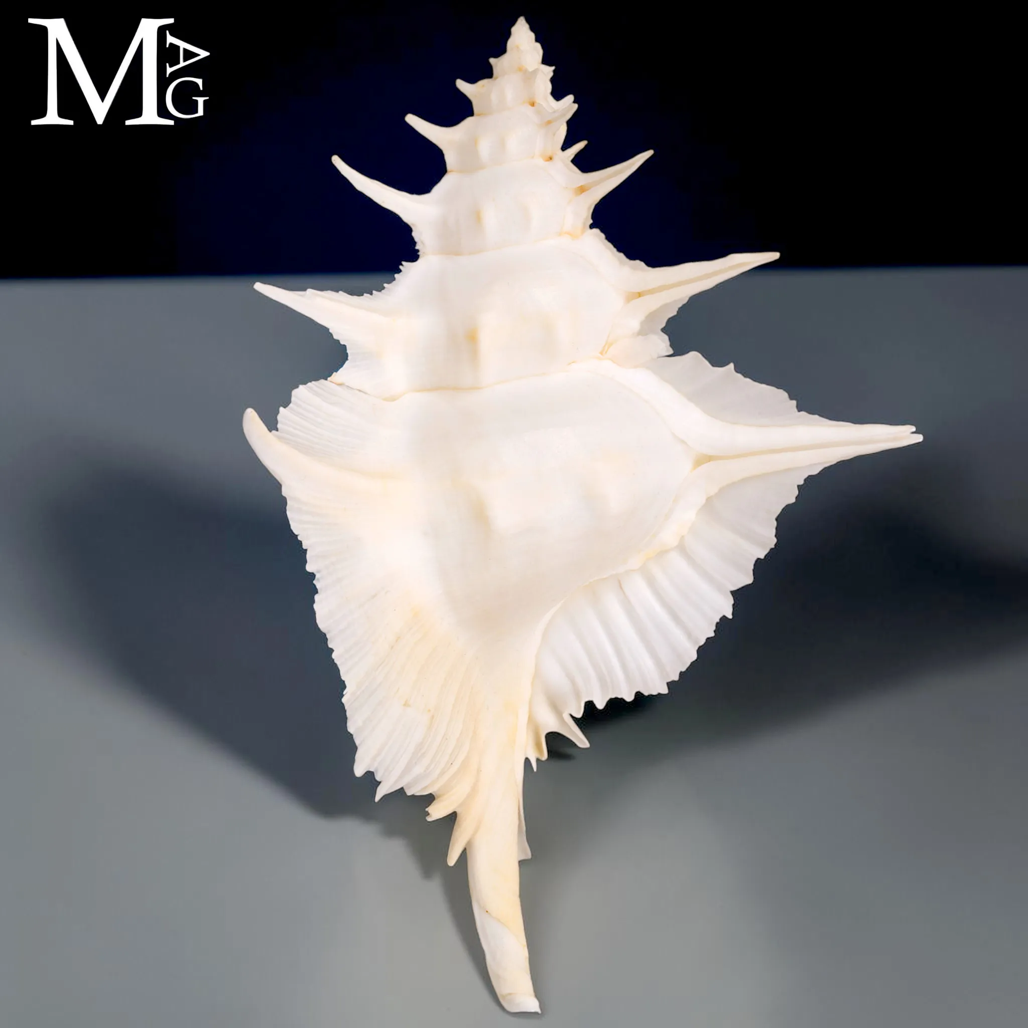 Siratus Alabaster - Alabaster Murex  – 151 mm