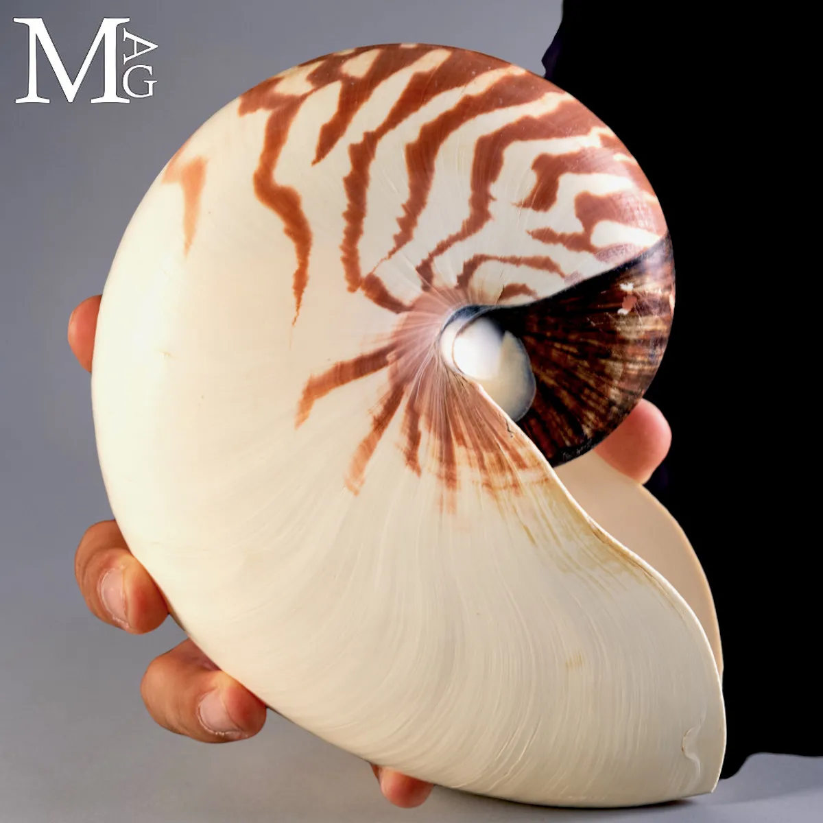 Nautilus Pompilius – Papua Nuova Guinea -193 mm