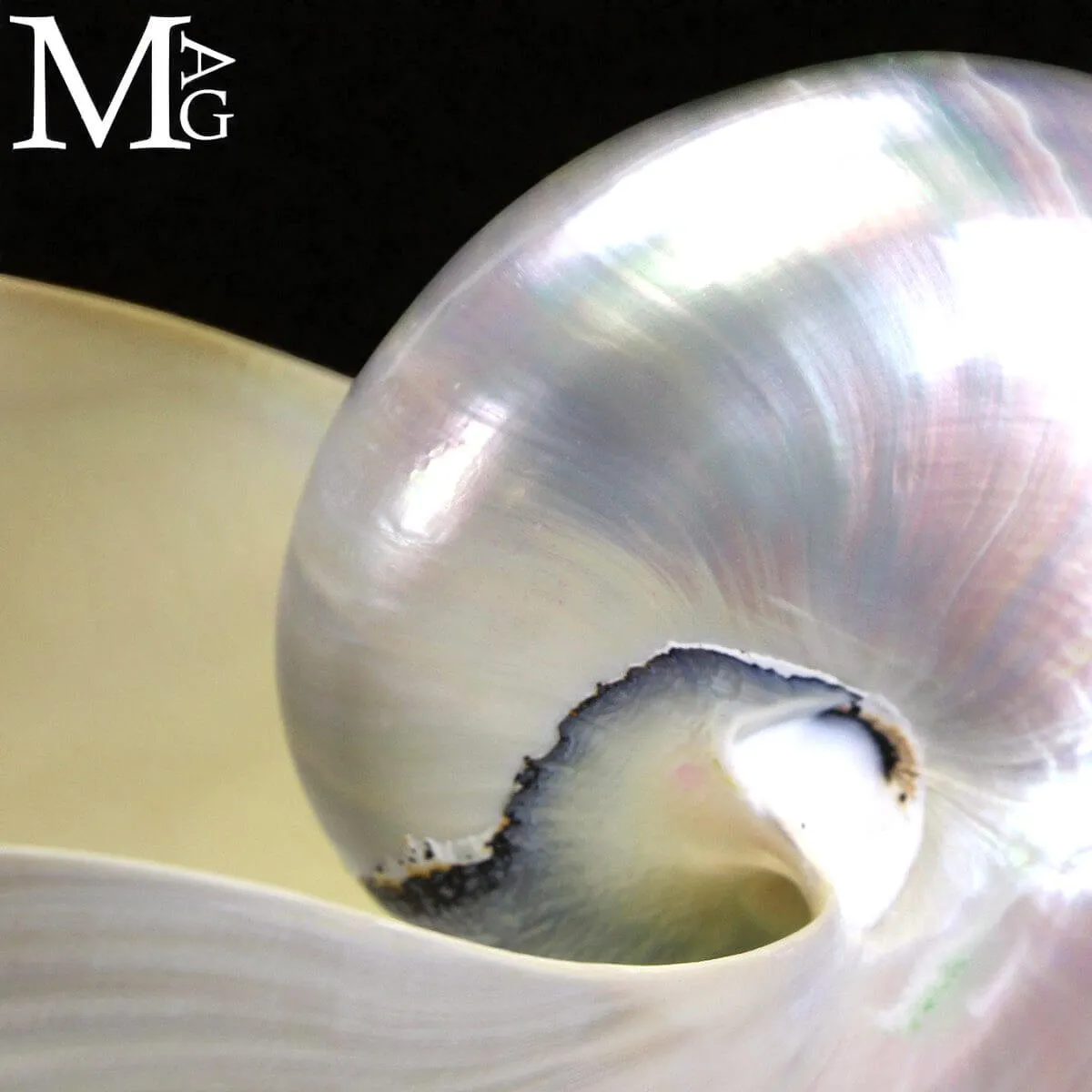 Nautilus – Conchiglia Naturale in Madreperla