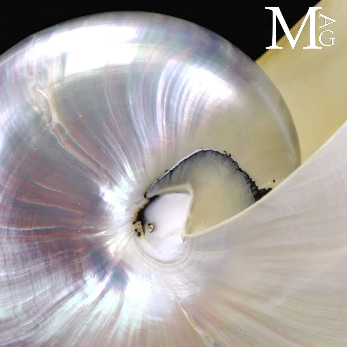 Nautilus – Conchiglia Naturale in Madreperla