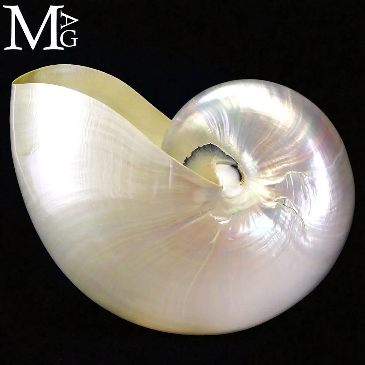 Nautilus – Conchiglia Naturale in Madreperla